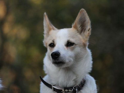 Bild 3:Wurfplanung Norrbottenspitz 2026 - Preis auf Anfrage