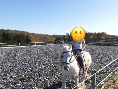 Bild 2:Fellponyhengst