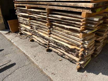 Bild 5:Ulme/Rüsterart