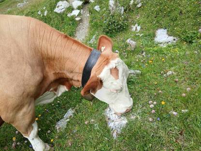 Suche Kuh