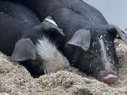 Bild 2:Schwäbisch Hällisch x Piétrain