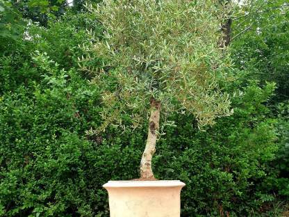 Bild 3:XXL Olivenbaum Olea Europaea – Für unvergleichliches Flair