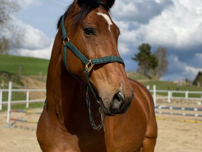 Österreichisches Warmblut