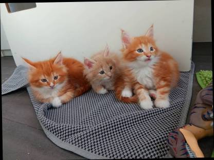 Maine Coon