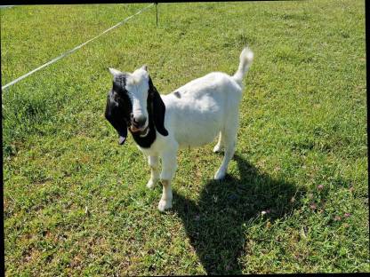 Bild 5:Burenziegenböcke