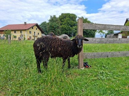 Bild 4:Krainer Steinschafe