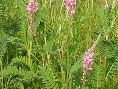 Esparsette (Onobrychis viciifolia)