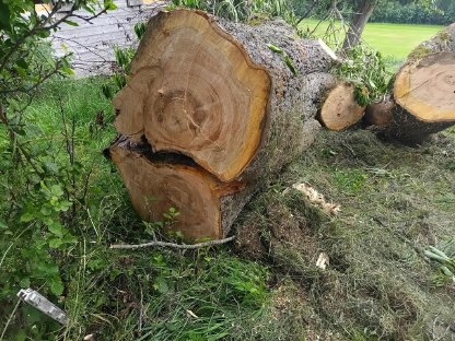 Bild 3:Kirschholz zu vergeben