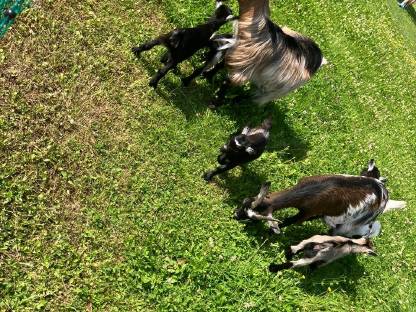 Bild 4:Junge Zwergziegen
