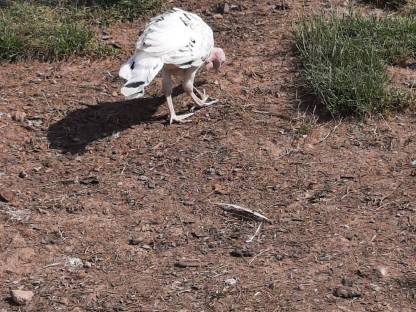 Bild 5:Cröllwitzer Puten