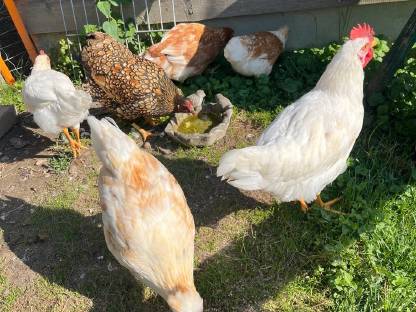 Bild 5:2 junge Mischlingshähne zu verschenken