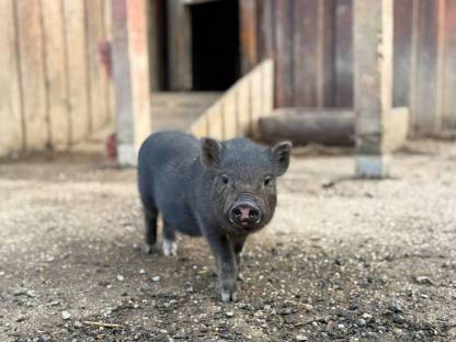 Minischweine