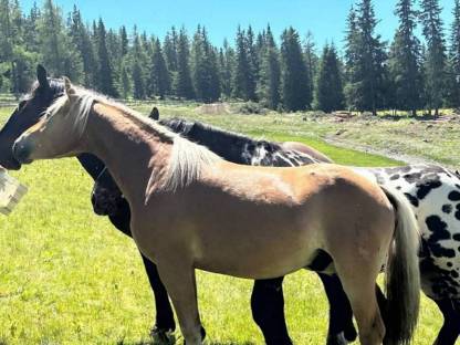 Bild 3:Haflinger Hengst
