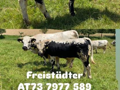 Bild 8:Pustertaler Sprinzen Stiere