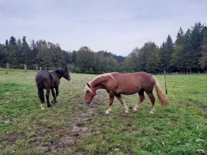 Bild 4:Goldegg Diamant