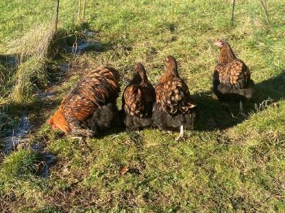 Bild 8:Orpington Bruteier