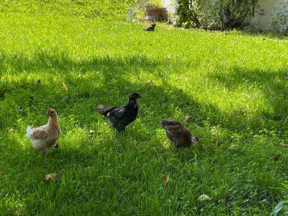 Bild 6:Hennen, Hähne und Küken abzugeben