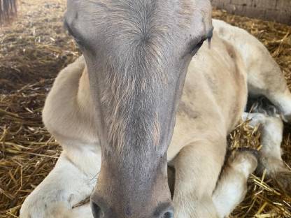 Bild 4:Zwei Fjordhengstfohlen aus 2025 – zutraulich und kerngesund