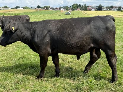 Bild 6:Aberdeen-Angus Zuchtstier, Bio