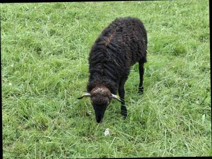 Bild 4:Krainer Steinschaf Jungwidder