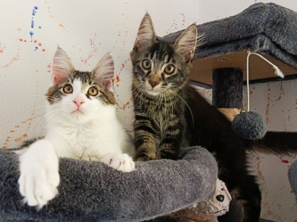 Wunderschöne Kater