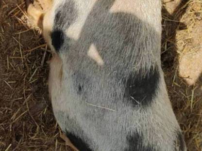 Bild 3:Weibliches Zwergschwein zu verkaufen