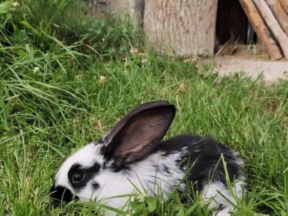 Bild 4:Junge Riesenhasen
