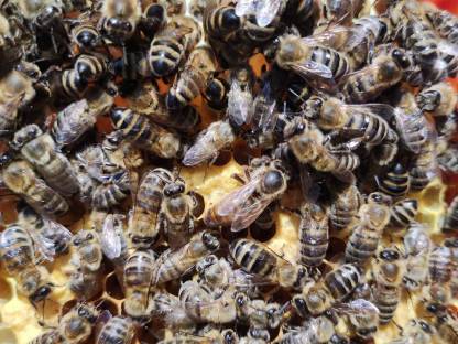 Bienenköniginnen Carnica