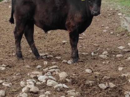Bio Angus Stierkalb
