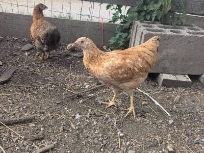 Bild 2:Hennen und Hähne