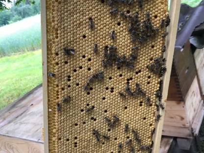 Ableger/ Bienenvölker/ Bienenkönigin