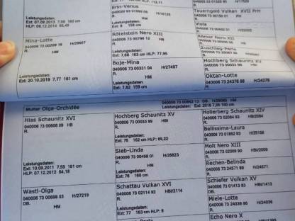 Bild 5:Noriker Zuchtstute jährig