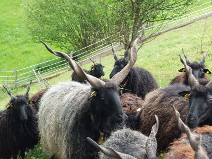 Zackelschaf Widder Herdenbuch