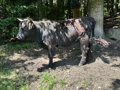 Bild 5:Hochlandrinder Kalbinnen