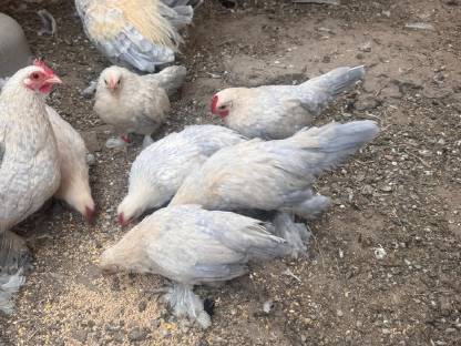 Bild 2:Federfüßig Zwerghühner