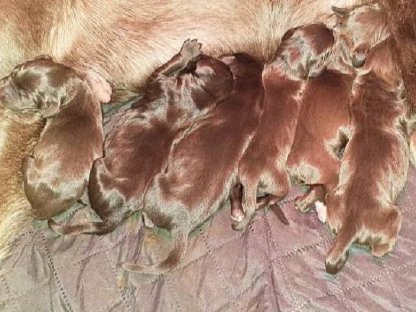 Bild 3:Pudelpointer Welpen mit FCI-Papieren