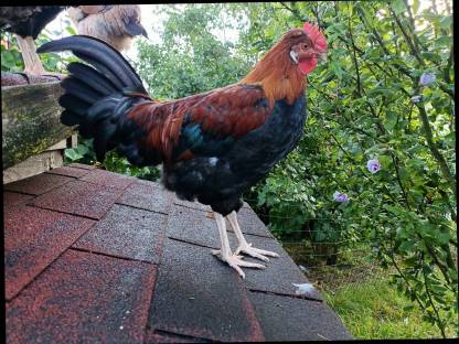 Bild 2:Altsteirer-Sulmtaler Hähne