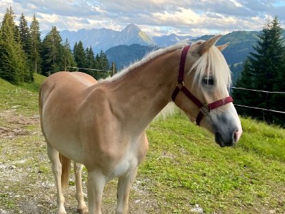 Bild 3:Haflinger Jährlingsstute Vanelia