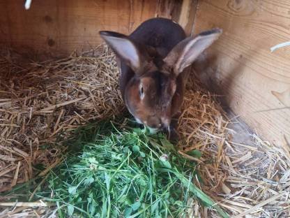 Bild 6:Verkauf  Gastro Rex