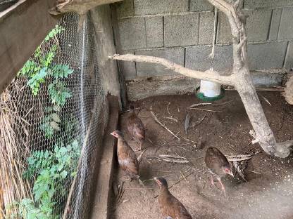 Bild 2:Junge Silberfasane