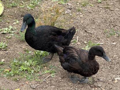 Cayuga Enten, Erpel und Küken