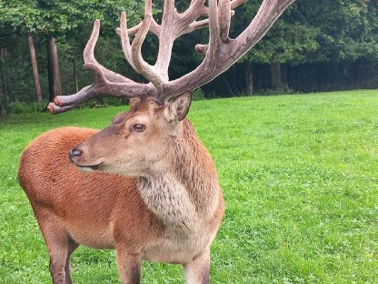 Bild 2:Verkaufe Kapitalen Rothirsch