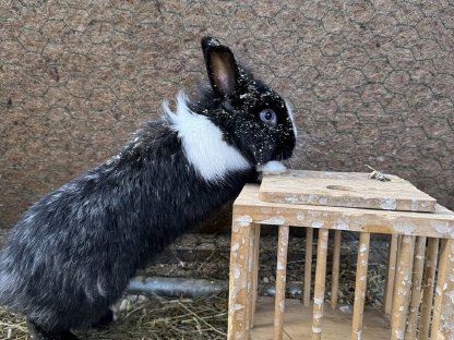 Löwenkopf Kaninchen