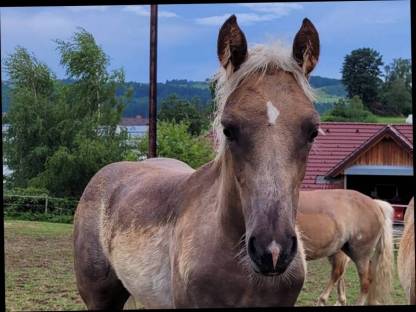 TOP Haflinger Stutfohlen