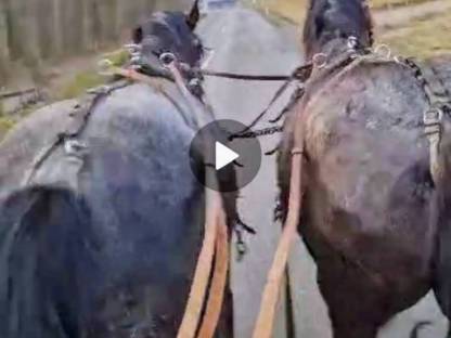 Bild 8:Noriker Gespann ein- und zweispännig