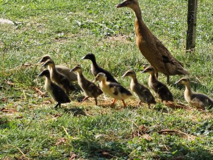Bild 9:Laufenten, Schneckensammler