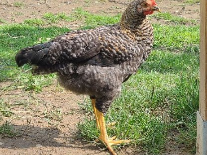 Junghähne aus Naturbrut zu verschenken