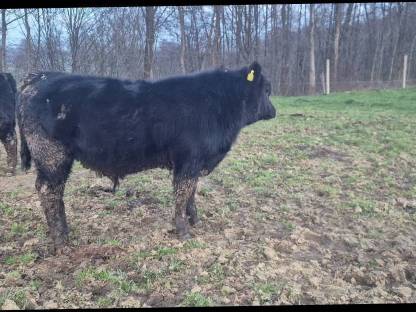 Bild 9:Aberdeen Angus Zuchttiere