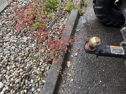 Bild 3:Winterdienst Canam Traxter HD8 Pro