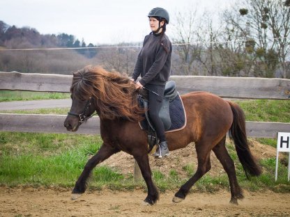 Reitbeteiligung auf Isländer